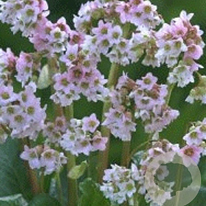 Bergenia 'Baby Doll' GM P9