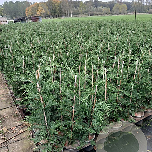 Cupressocyparis leylandii 60-80 cm 3,0L