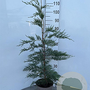 Cupressocyparis leylandii 80-100 cm 4,0L