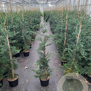 Cupressocyparis leylandii 125-150 cm 7,5L Gestokt