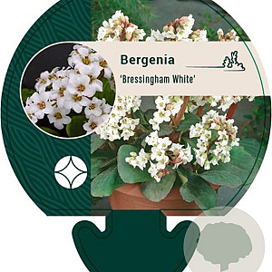 Bergenia 'Bressingham White' GM P9