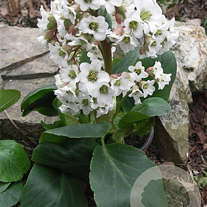 Bergenia 'Bressingham White' GM P9
