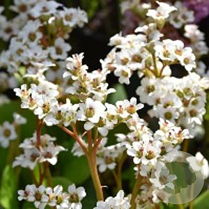 Bergenia 'Bressingham White' GM P9