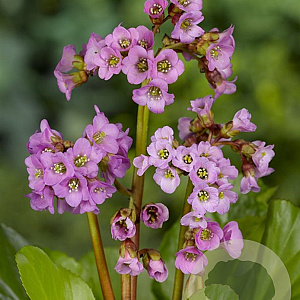 Bergenia cordifolia GM P9