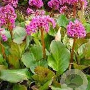Bergenia cordifolia GM P9