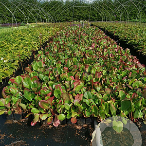 Bergenia cordifolia GM P9