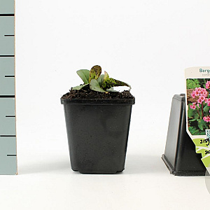 Bergenia cordifolia GM P9
