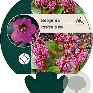 Bergenia cordifolia 'Eroica' GM P9