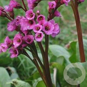 Bergenia cordifolia 'Eroica' GM P9