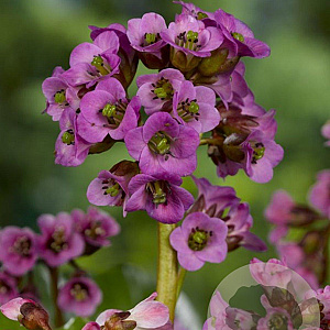 Bergenia cordifolia 'Eroica' GM P9