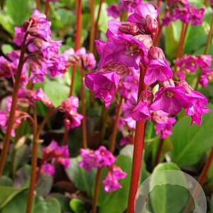 Bergenia cordifolia 'Eroica' GM P9