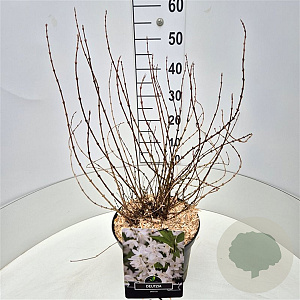 Deutzia gracilis 60-80 cm 10L