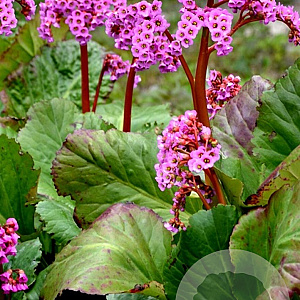 Bergenia cordifolia 'Purpurea' GM P9