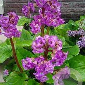 Bergenia cordifolia 'Purpurea' GM P9