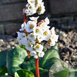 Bergenia 'Jelle' GM P9