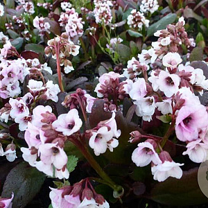Bergenia 'Jelle' GM P9