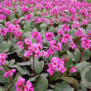 Bergenia 'Morgenröte' GM P9