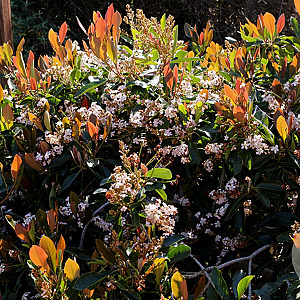 Eriobotrya japonica 'Coppertone' 200-250 cm 25L solitair