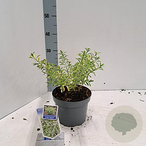 Eriostemon myoporoides Gold Touch 30-40 cm 3,0L