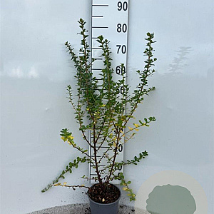 Escallonia 'Apple Blossom' 40-60 cm 2,0L