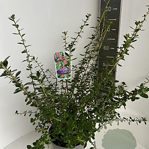 Escallonia 'C.F. Ball' 60-80 cm 5,0L