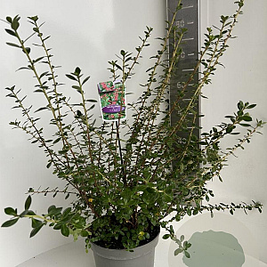 Escallonia 'C.F. Ball' 60-80 cm 5,0L