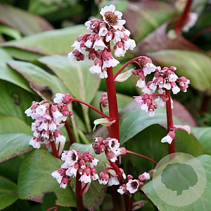 Bergenia 'Silberlicht' GM P9