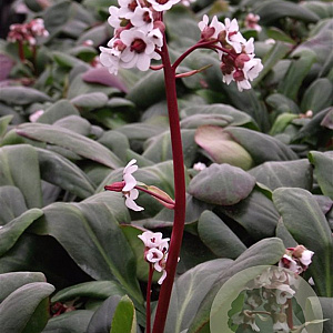 Bergenia 'Silberlicht' GM P9