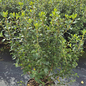 Escallonia 'Iveyi' 60-80 cm 10L