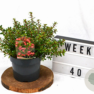 Escallonia 'Red Dream' 25-30 cm 3,0L