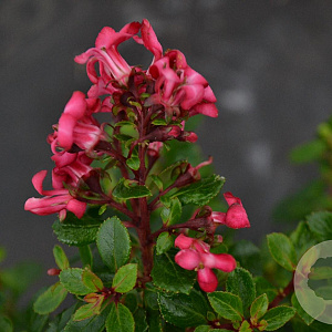 Escallonia 'Red Dream' 25-30 cm 3,0L