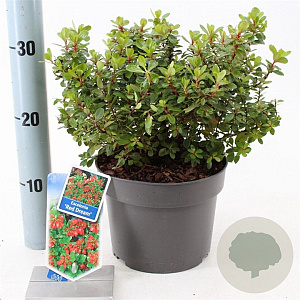 Escallonia 'Red Dream' 30-40 cm 3,0L