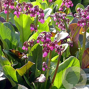 Bergenia 'Wintermärchen' GM P9