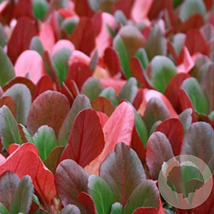 Bergenia 'Wintermärchen' GM P9