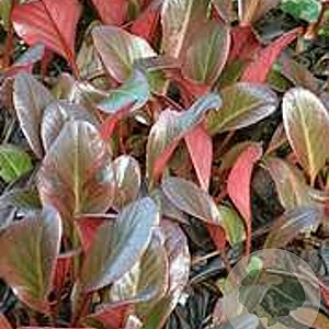 Bergenia 'Wintermärchen' GM P9