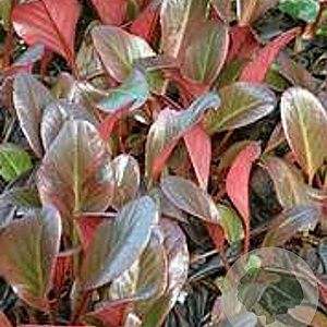 Bergenia 'Wintermärchen' GM P9
