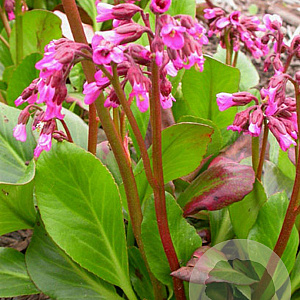 Bergenia 'Wintermärchen' GM P9