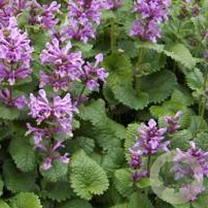 Stachys macrantha 'Superba' GM P9