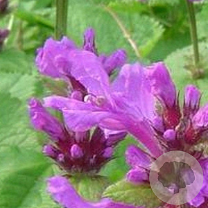 Stachys macrantha 'Superba' GM P9