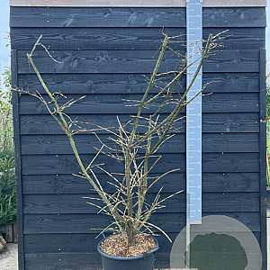 Euonymus alatus 150-175 cm 35L solitair