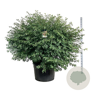 Euonymus alatus 150-175 cm cont. 230L solitair