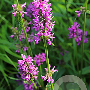 Stachys monieri 'Hummelo' GM P9