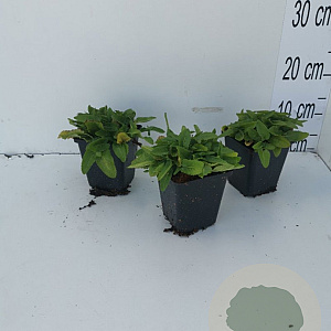 Stachys monieri 'Hummelo' GM P9
