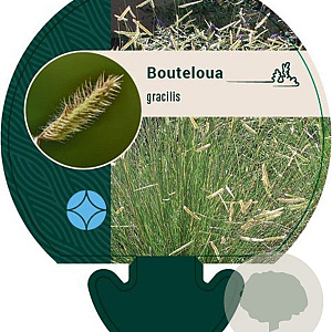 Bouteloua gracilis GM P9