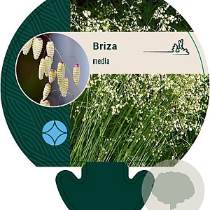 Briza media GM P9