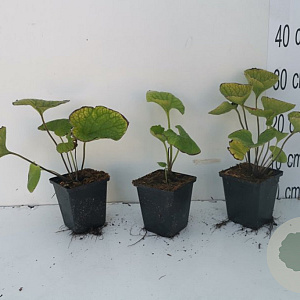 Brunnera macrophylla GM P9