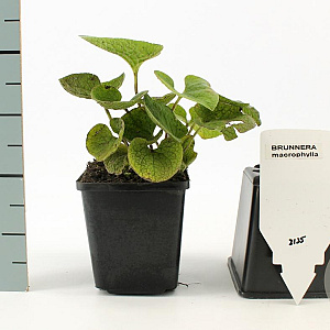 Brunnera macrophylla GM P9