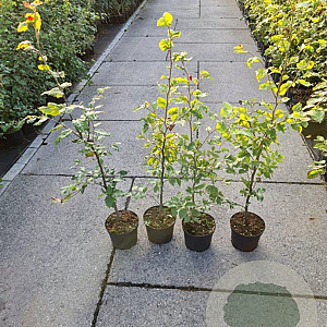 Fagus sylvatica 100-125 cm 2,5L