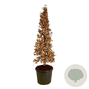 Fagus sylvatica 175-200 cm cont. 90L