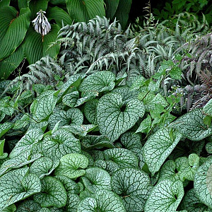 Brunnera macr. 'Alexanders Great' GM P9